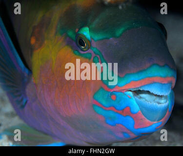 Rusty parrotfish, Scarus ferrugineus, sleeping, Eilat, Red Sea, Israel Stock Photo