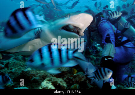 Silvertip shark, Carcharhinus albimarginatus, swims by divers, Beqa lagoon, Viti Levu,  Fiji, South Pacific Stock Photo