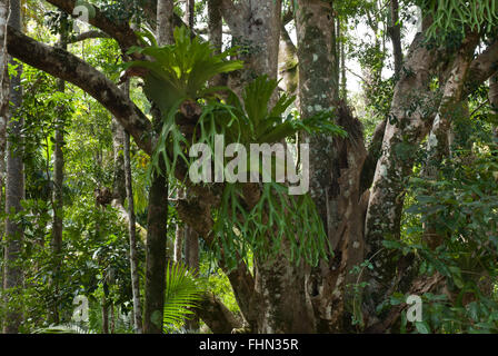 Impressive staghorn ferns on the branch of a tree on Fraser island Australia. Stock Photo