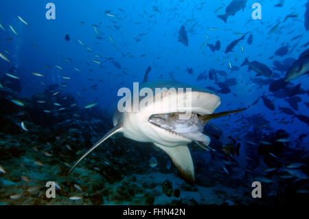 Bull shark, Carcharhinus leucas, swims with fish in the mouth, Beqa lagoon, Viti Levu,  Fiji, South Pacific Stock Photo