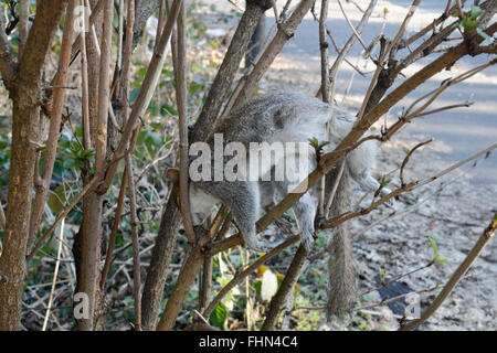 A dead grey squirrel on a tree branch wild animal wildlife Stock Photo