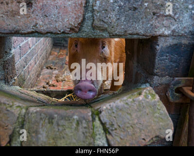 rare breed tamworth pig looking through hole in pigsty wall Stock Photo