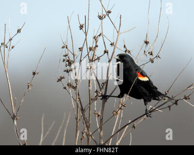 Red-winged blackbird in a small bush Stock Photo