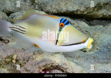 Arabian Picasso triggerfish, Rhinecanthus assasi, Eilat, Red Sea, Israel Stock Photo