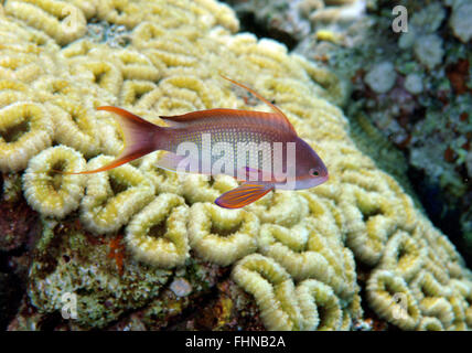 Male scalefin or lyretail anthias, Pseudanthias squamipinnis, and coral reef, Eilat, Israel, Red Sea Stock Photo