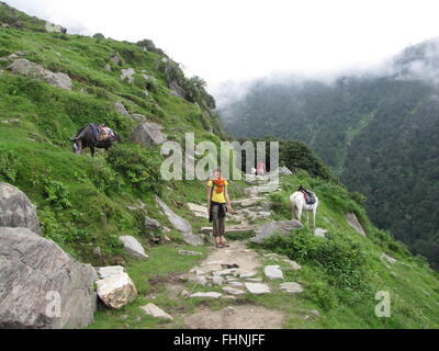Tourist treks to triund from McLeod Ganj two horses stand on either side foot hills of Himalaya mountains on either side Stock Photo