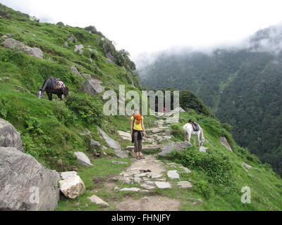 Tourist treks to triund from McLeod Ganj two horses stand on either side foot hills of Himalaya mountains on either side Stock Photo
