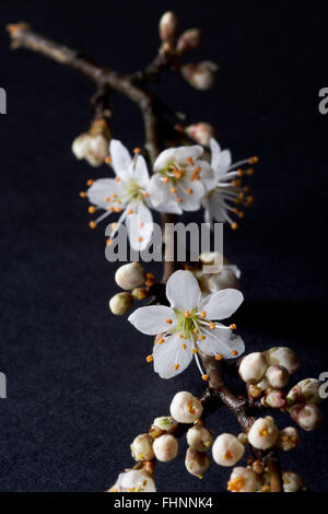 Prunus spinosa, aka Blackthorn or sloe, is native to Europe, western Asia and locally in north west Africa. On dark background. Stock Photo