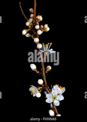 Prunus spinosa, aka Blackthorn or sloe, is native to Europe, western Asia and locally in north west Africa. Isolated on black. Stock Photo