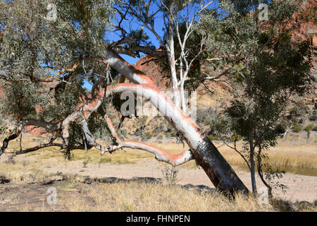 Ghost Gum, Glen Helen Gorge, Northern Territory, NT, Australia Stock Photo
