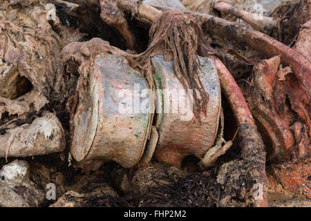 whale vertebra Stock Photo