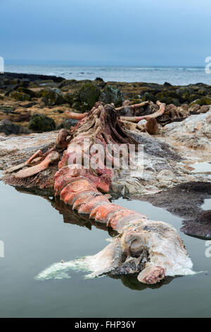 whale vertebra Stock Photo