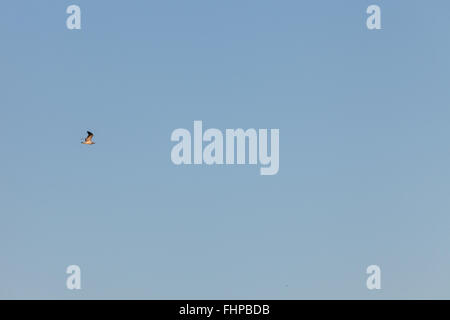A single bird flies against a blue sky in iceland