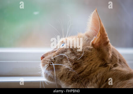 Domestic orange cat in window watching the birds. Stock Photo