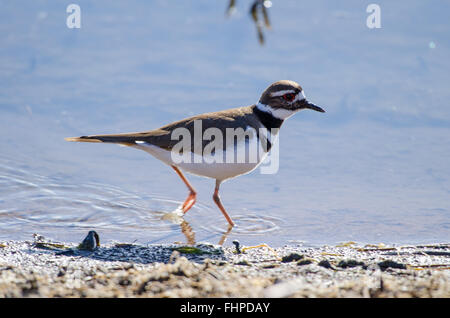 Killdeer, (Charadrius vociferus), Bosque del Apache National WIldlife Refuge, New Mexico, USA. Stock Photo