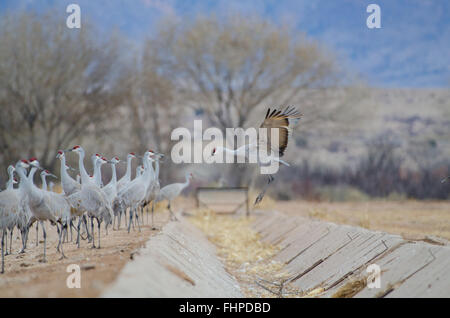 Greater Sandhill Cranes, (Grus canadensis tabida), Ladd S. Gordon Waterfowl Complex, New Mexico, USA. Stock Photo