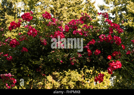 Rosa DORTMUND, shrub, hybrid, Kordesii,Single, Stock Photo