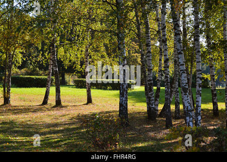 In early autumn Birch Grove on sunny day Stock Photo
