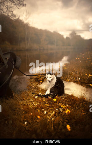 a black and white cat sitting by the boat by the river on grass Stock Photo