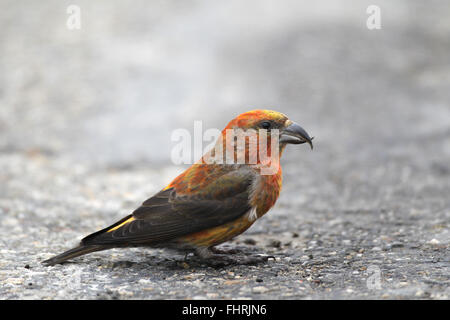 Red Crossbill (Loxia carvirostra), male sitting on asphalt road, Bavaria, Germany Stock Photo