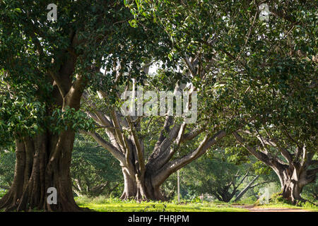 Indian banyan tree, Bengal fig or banyan (Ficus benghalensis), Pindaya, Taunggyi Division, Shan State, Myanmar, Burma Stock Photo