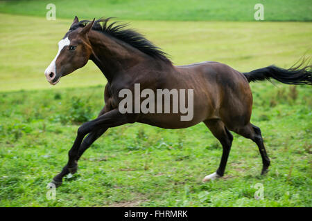 Paint Horse, bay horse galloping in a meadow Stock Photo