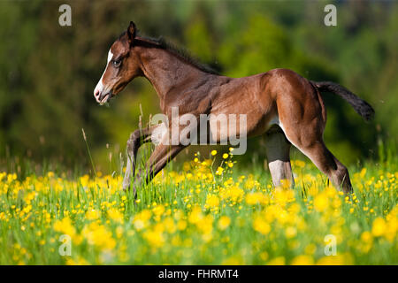 Paint Horse, bay horse, foal galloping through flower meadow Stock Photo