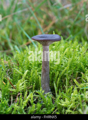 Scurfy Deceiver mushroom (Laccaria proxima), edible, Raunheim, Hesse, Germany Stock Photo