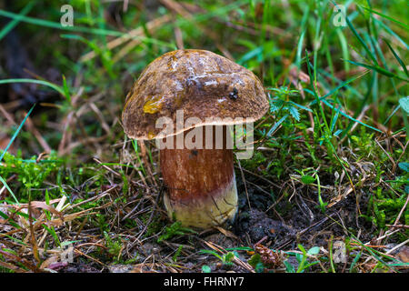 Dotted stem bolete (Neoboletus luridiformis) Mönchbruch of Mörfelden, Rüsselsheim am Main, Hesse, Germany Stock Photo