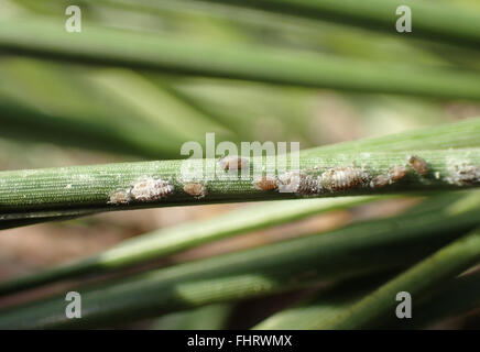 Close up of grey waxy pine needle aphids (Schizolachnus pineti) on Austrian pine needles (Pinus nigra) Stock Photo