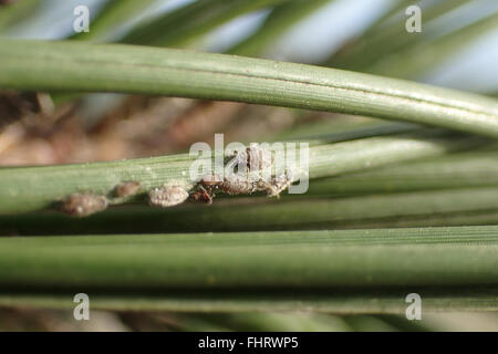 Close up of grey waxy pine needle aphids (Schizolachnus pineti) on Austrian pine needle (Pinus nigra) Stock Photo