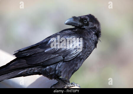 Common Raven (Corvus corax), Fuertaventura, Canary Islands, Spain. Stock Photo