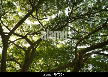 An image of troptical vegetation up close Stock Photo