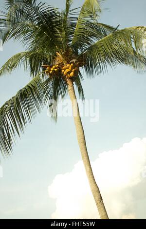 An image of troptical vegetation up close Stock Photo