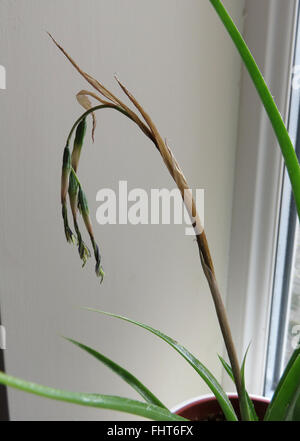 Withered flowers and flower stalk of queen's tears (Billbergia nutans) plant against a cream wall next to UPVC window frame Stock Photo