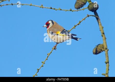 Goldfinch Carduelis carduelis in Winter against a blue-sky Stock Photo