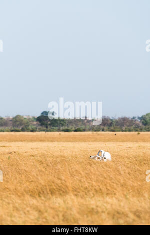 Elephant (Loxodonta africana) skull sitting in dry Savuti Marsh at Chobe National Park, Botswana, November Stock Photo