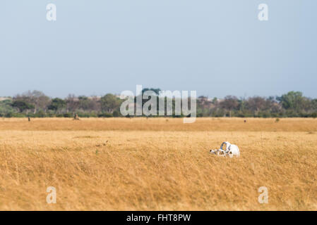 Elephant (Loxodonta africana) skull sitting in dry Savuti Marsh at Chobe National Park, Botswana, November Stock Photo