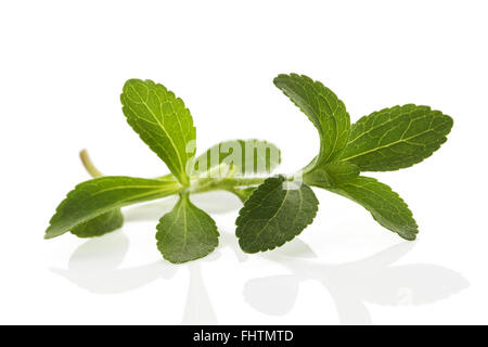 Stevia leaves isolated on white. Stock Photo