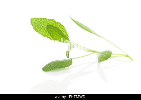 Sage leaves isolated on white. Stock Photo