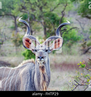 Greater kudu ; Specie Tragelaphus strepsiceros family of bovidae Kruger national park, South Africa Stock Photo