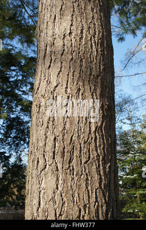 Pinus strobus, Eastern White Pine Stock Photo