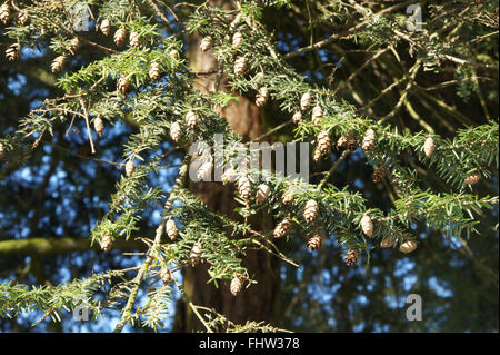 Tsuga canadensis, canadian hemock Stock Photo