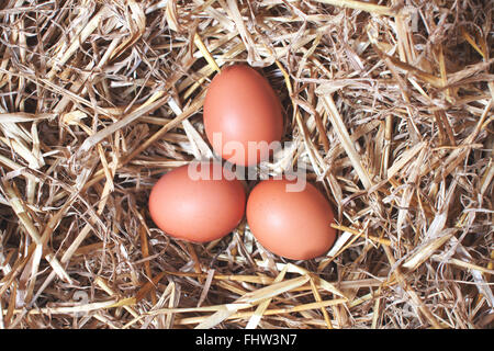 Three hen chicken eggs laying in a straw nest Stock Photo