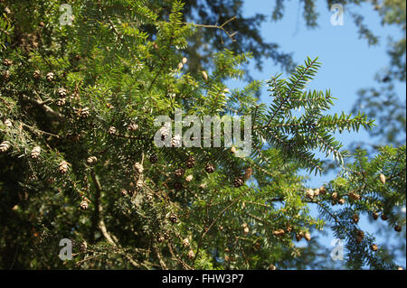 Tsuga canadensis, canadian hemock Stock Photo