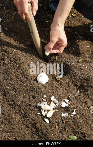 Planting garlic Stock Photo