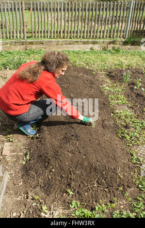 Weeding the bed Stock Photo