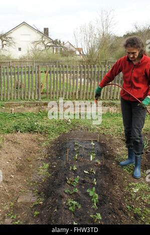 Irrigate garlic-strawberry bed Stock Photo