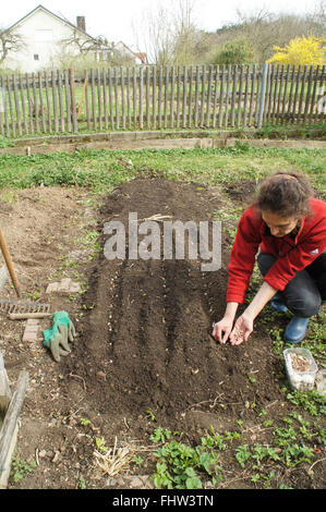 Laying garlic bulbs Stock Photo