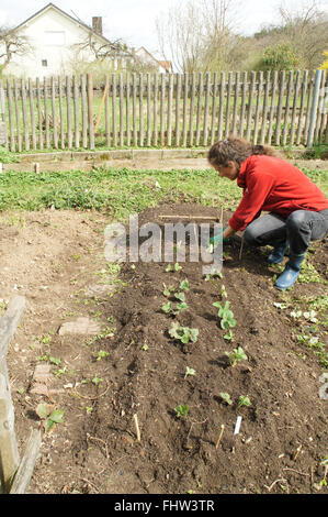 Planting strawberries Stock Photo